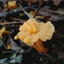 [산야초 이야기] 꾀꼬리버섯 이미지