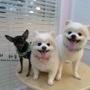 빙구네 애견미용실 네이버블로그