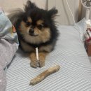 다오동물병원 이미지