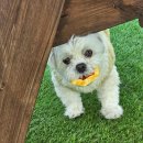 디저트의 들 디드루 이미지