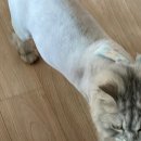 즐겨찾냥 이미지