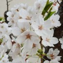 갤럭시S9플러스로 찍은 벚꽃사진 이미지