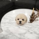 제이애견샵 이미지