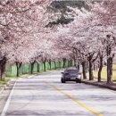 구울주군청 정문 앞 | 고창 벚꽃 개화시기 및 고창 벚꽃 명소 Best