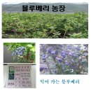 부모님이 직접 농사지은 유기농 블루베리생과 1kg 25,000원 (예약판매) 이미지