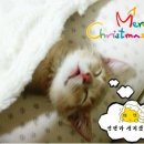 냥이의꿈 이미지