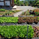 꽃과 한옥 이미지