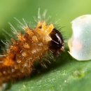 나비 한살이 이미지