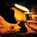 소사랑축산 이미지