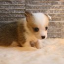 오케이독 이미지