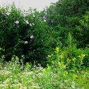 사담계곡 이미지