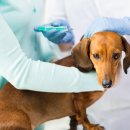 보람동물병원 이미지