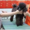 베스트 의정부 애견 미용학원 | 의정부국미애견미용학원 의정부에서 만나는 최고의 애견미용학원 후기