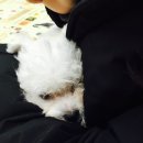 우장동물병원 이미지