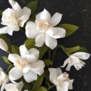 알레그라 이미지