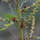 참여로 Veratrum nigrum var. ussuriense O.Loes. [비추천명 : 검정여로,큰여로] 이미지