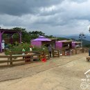 하이원 하늘아래 동물농장 이미지