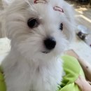 야옹아멍멍해봐 용인보정점 이미지