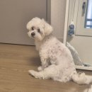 약   수 | 강아지 기침 영양제 후기, 기침약 탈출할 수 있었던 비결