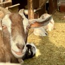 반달농장 이미지