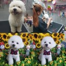 미용하고 가개 이미지