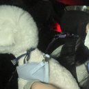 대전펫택시 이미지