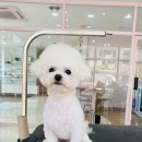 그루밍공화국 이미지