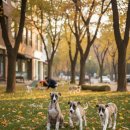 몽냥몽냥 강아지분양 고양이분양 송파점 이미지