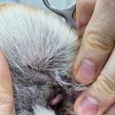 어울동물의료센터 이미지