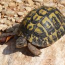 육지거북 눈병의 원인과 예방 및 치료 방법