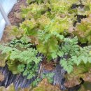 싱싱 농장 이미지