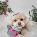 웃개 | 삼산동애견미용 우리 강아지를 위한 최고의 선택, 더웃개 후기