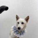 리프레쉬독 이미지