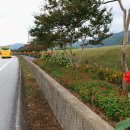 백일홍명품길 이미지