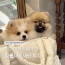 멍# | 부천 애견카페 멍쉘 내돈내산 후기 ☕️