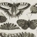 옛 산림녹화 이미지