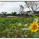 태화강 철새공원 이미지