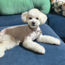 버블리독 | [청주 용암동] 애견미용 잘하는 버블리독 말티푸 전체미용 후기