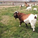 김단오농장 이미지