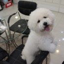 바우애견 이미지