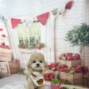 멍멍1길 23 네이버블로그