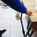 견생식탁 이미지