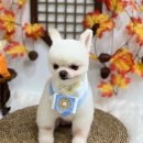 뉴데이 반려견 미용실 이미지