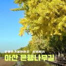 은행나무길 대여소 | 아산 곡교천 은행나무길 실시간 현황 라이딩 후기 (영상O)