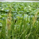 운대2리 이미지