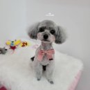 오도DOG 펫살롱 이미지