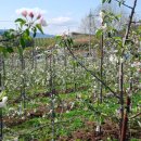 거창-고제-5 이미지