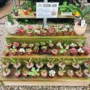 월롱농협 | 파주 화훼단지 조인폴리아 희귀식물 쇼핑 분갈이 후기