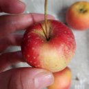 김포 | 농촌투어패스 김포 후기! 애플프렌즈팜, 꿈목장, 벼꽃농부, 한지이야기이용