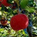 솔대농원 이미지